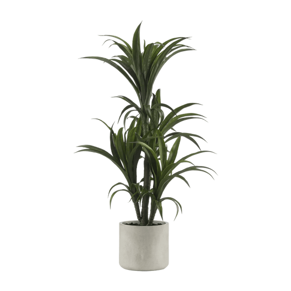 Marginata Plant in Resin Pot