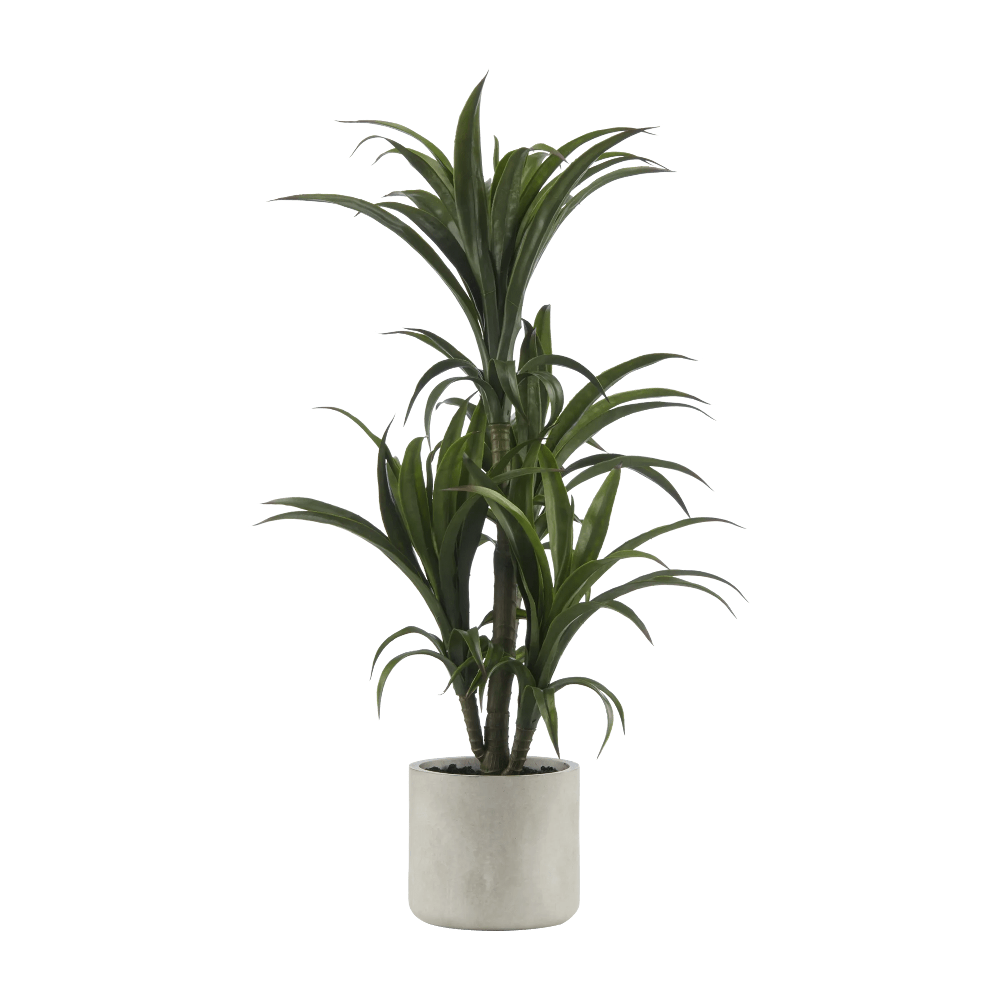 Marginata Plant in Resin Pot